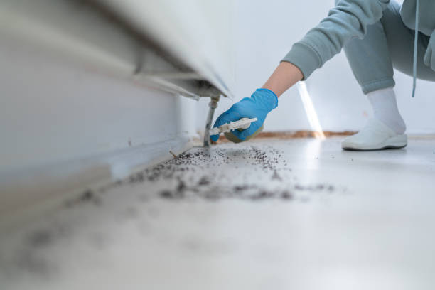 Best Flea Control Services  in Ceredo, WV